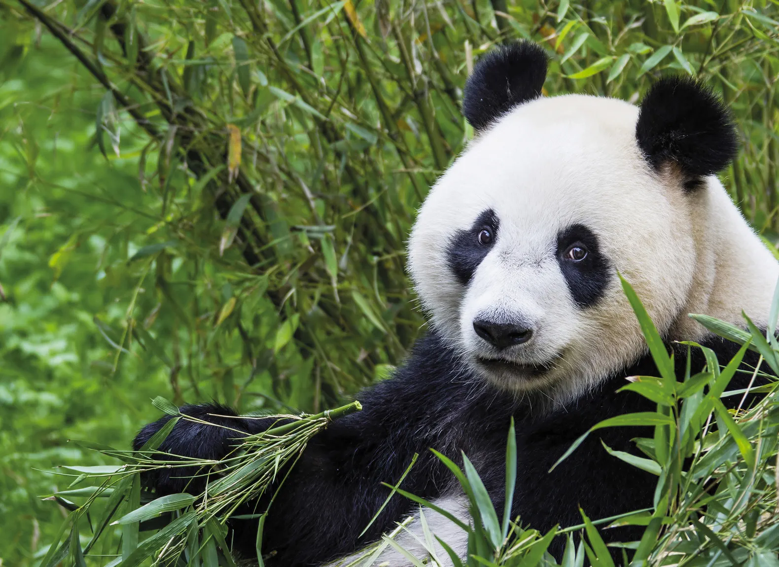 Ouwehands Dierenpark